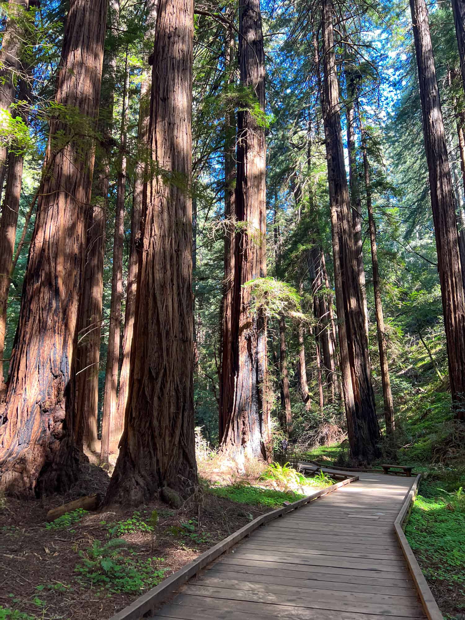 Muir Woods