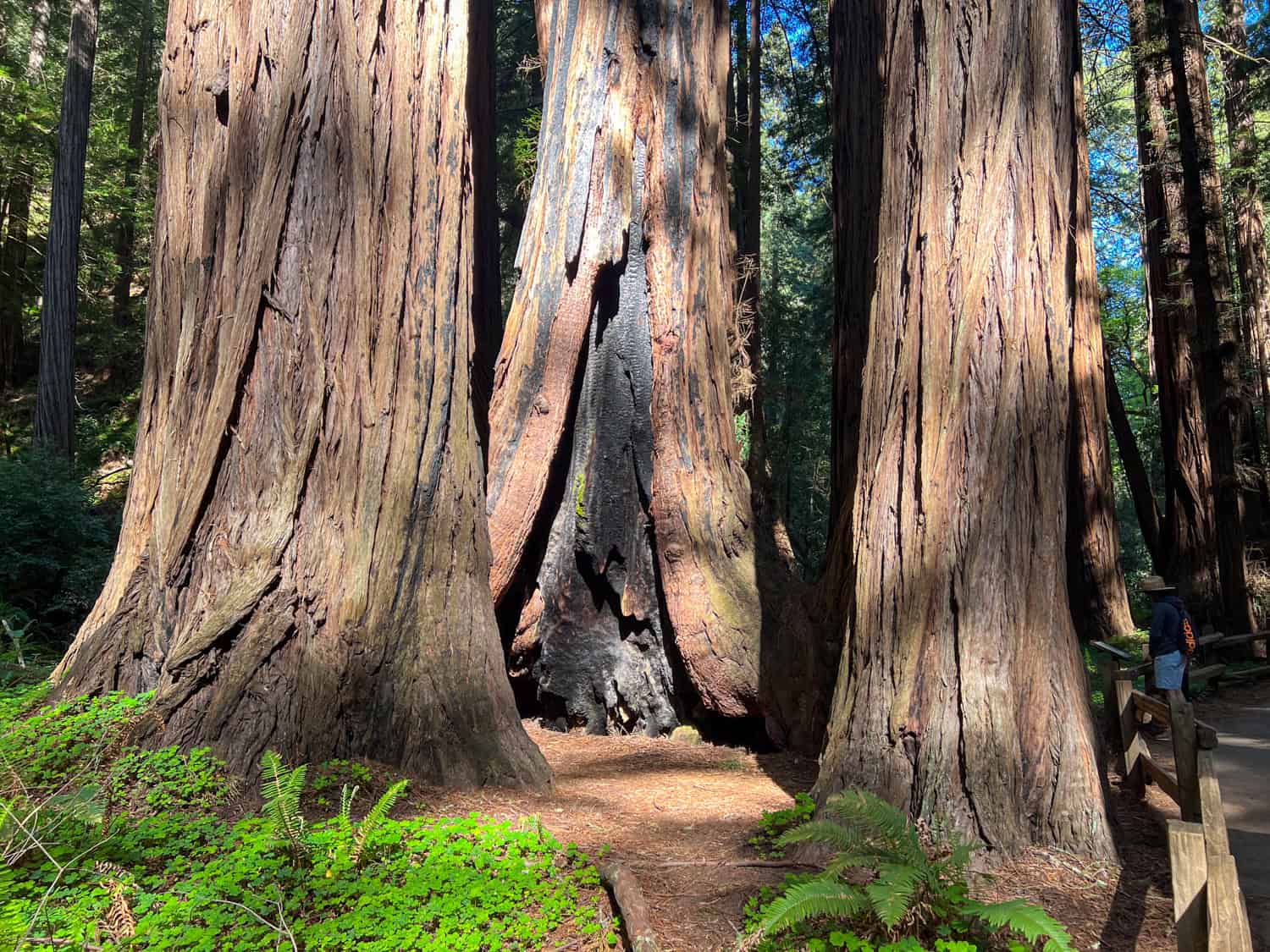 Redwood showing fire damage