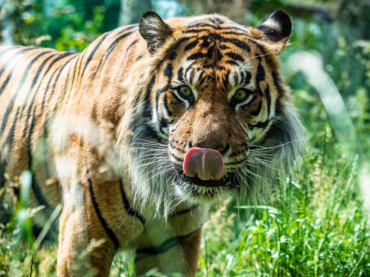 Majestic tiger at the London Zoo, one of many fun outdoor activities in London (photo: Kevin Olson)