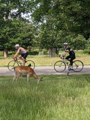 Deer and cyclists in Richmond Park (photo: Steve Cleverdon).