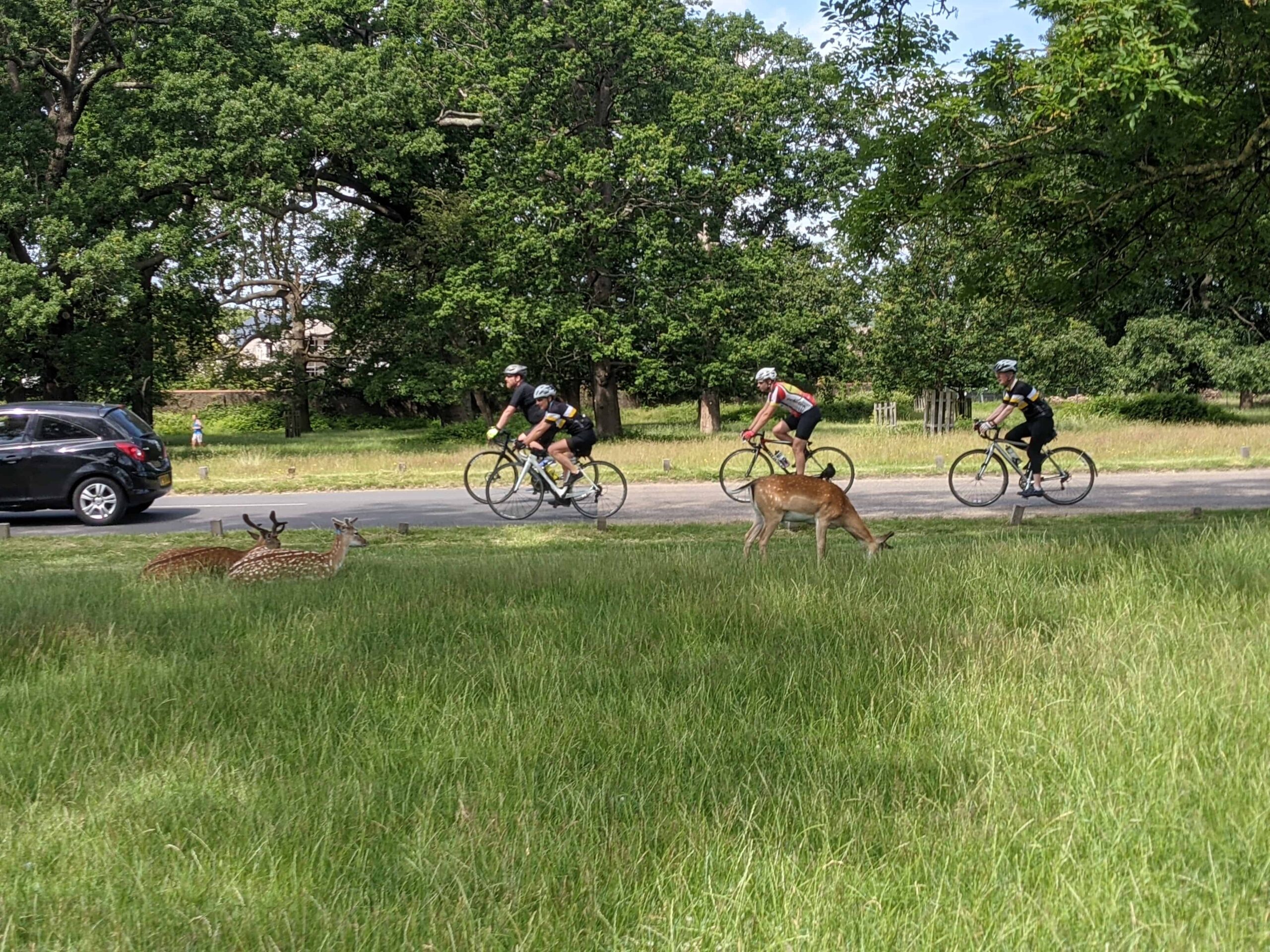 Deer and cyclists in Richmond Park (photo: Steve Cleverdon)