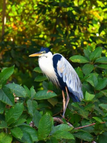 Bird in Lake Sandoval, Tambopata (photo: Jean Vella).