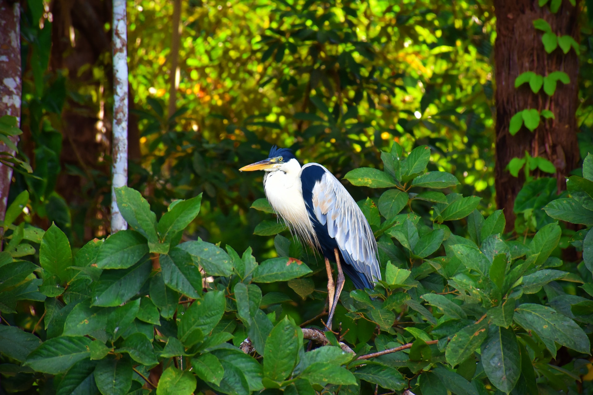 Bird in Lake Sandoval, Tambopata (photo: Jean Vella)