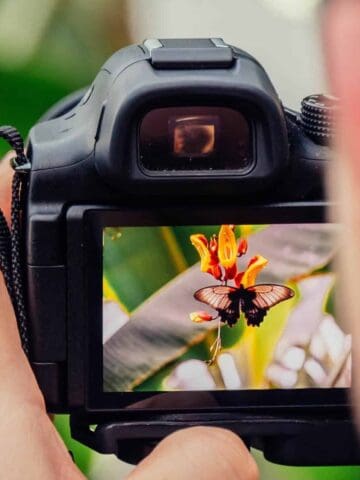 Photographing a butterfly (photo: Jamie Street).