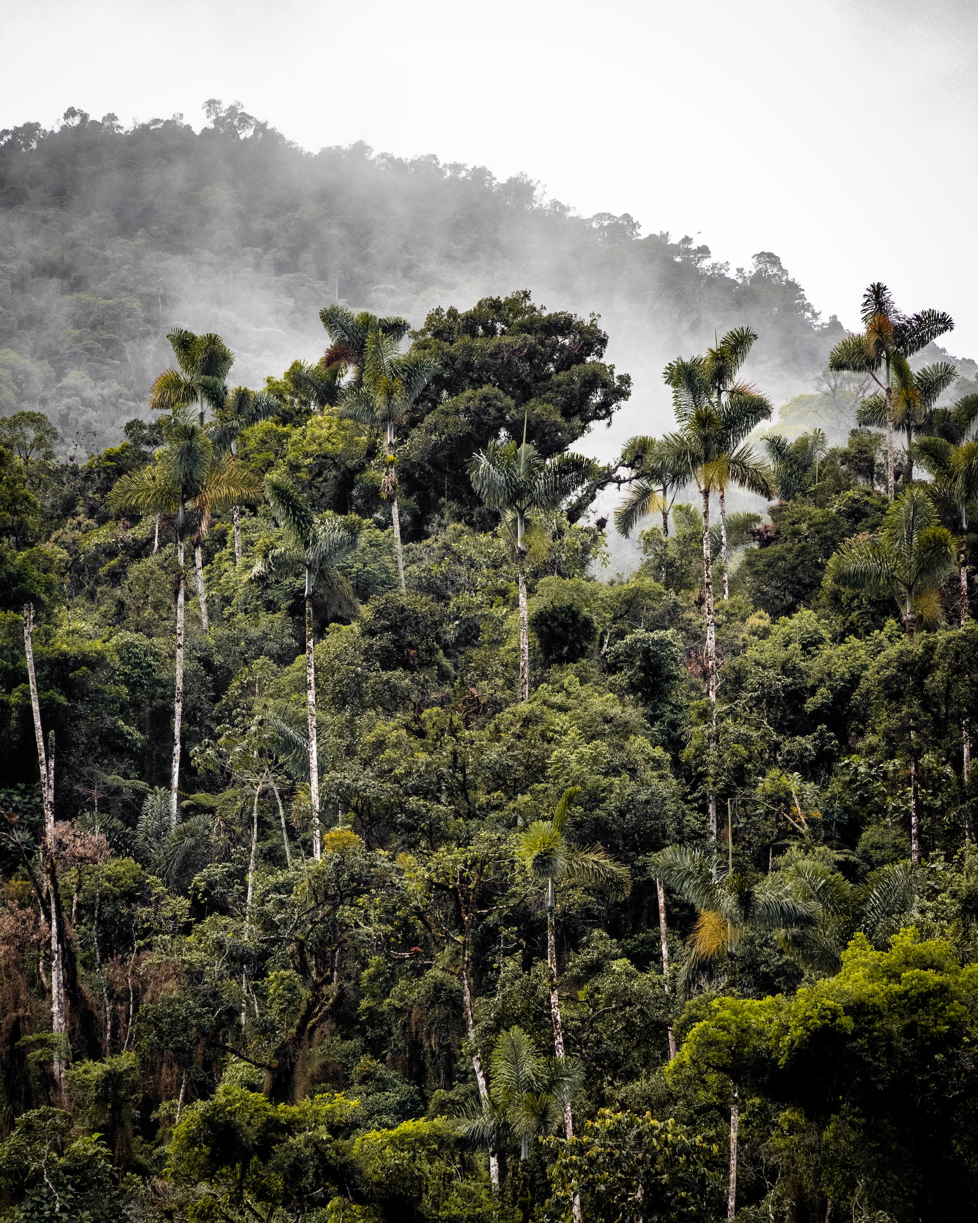 Exploring the  Rainforest in Peru or Brazil…