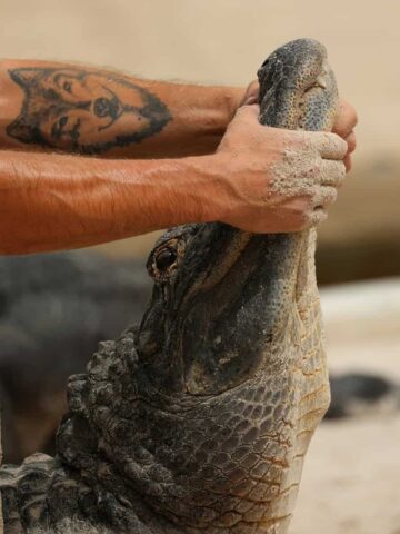 Alligator at Gatorland (photo: David Valentine).