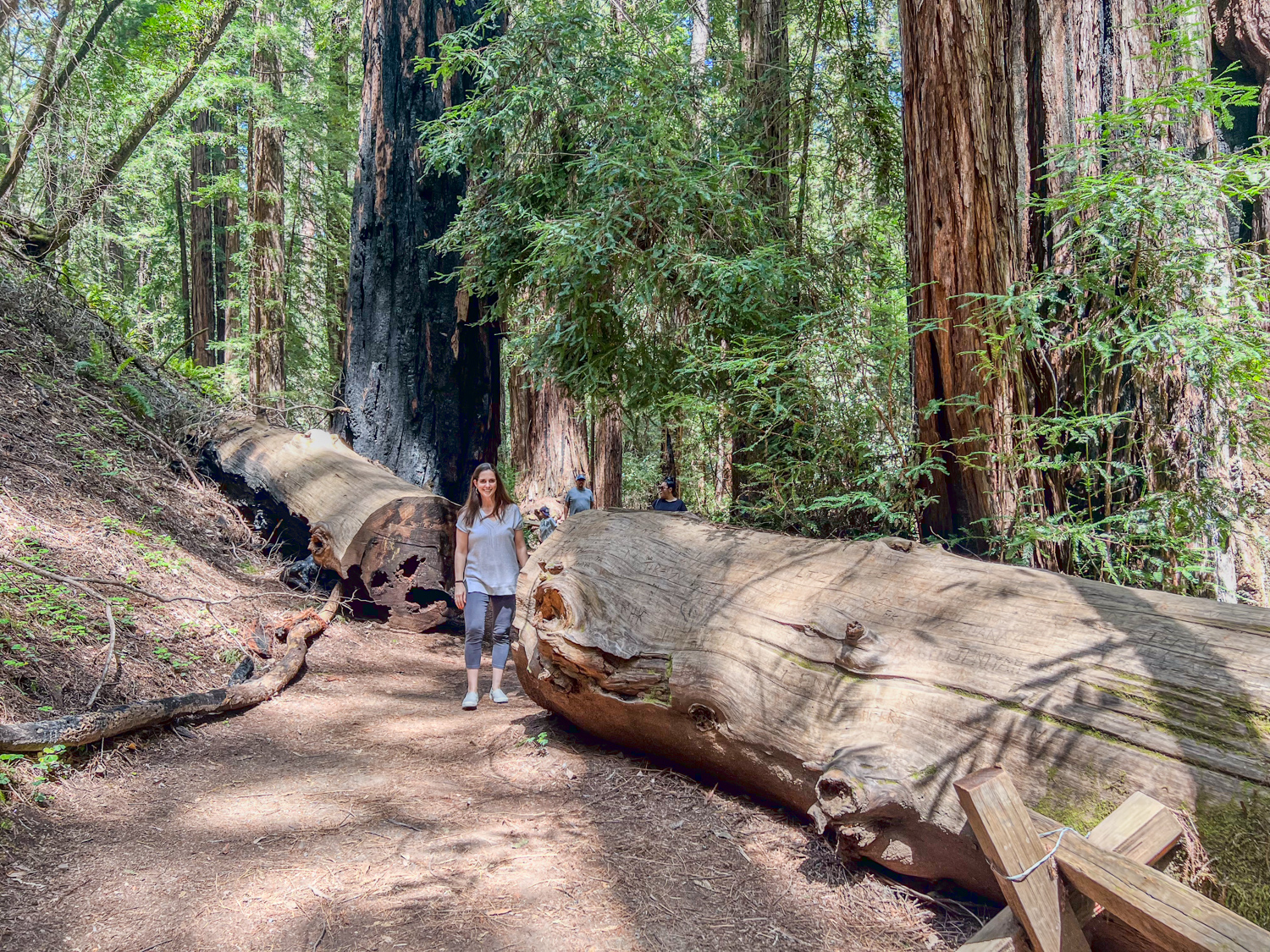 Kel with a downed redwood tree on the Pioneer Nature Trail