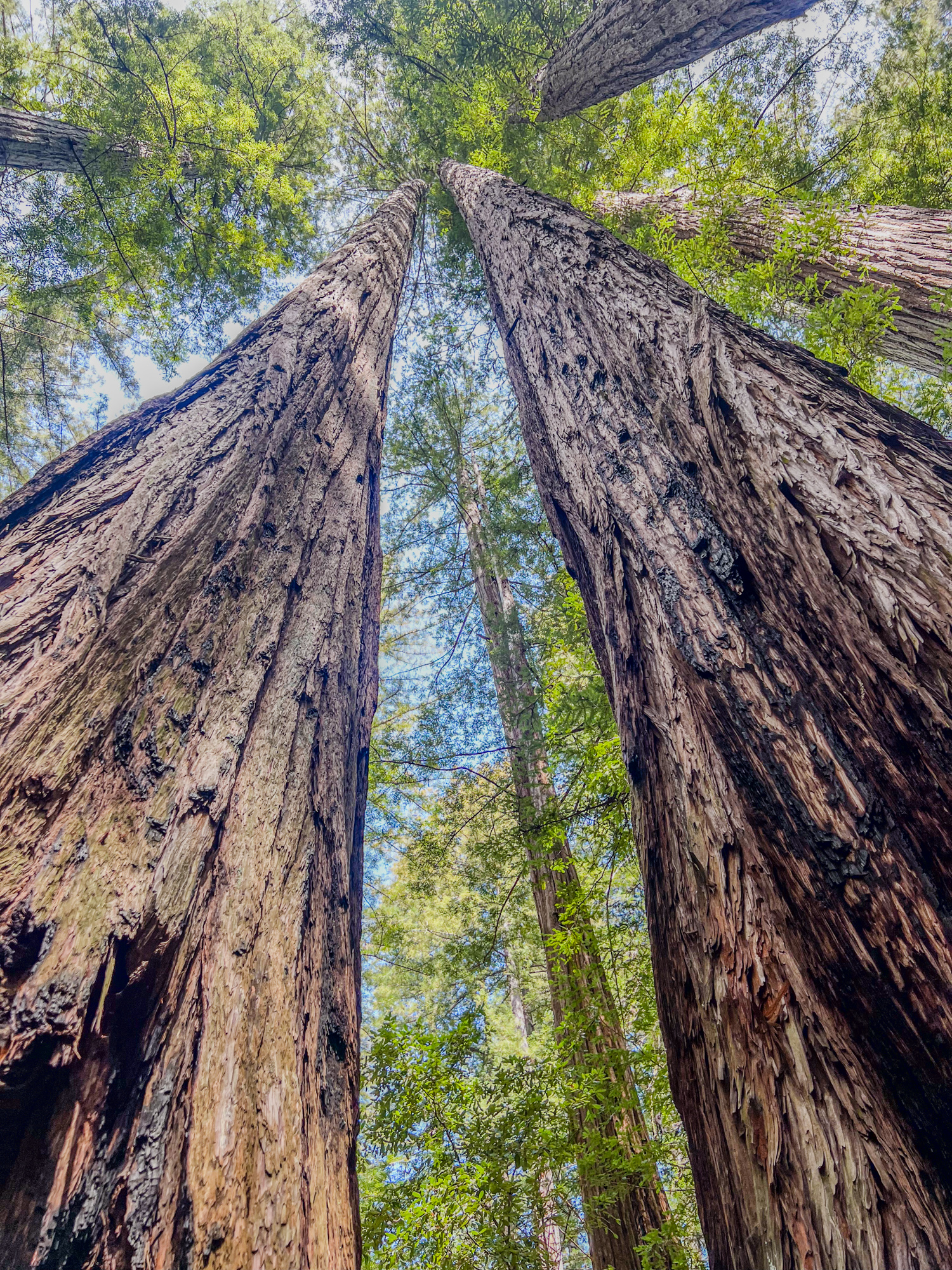 Armstrong Redwoods State Natural Reserve