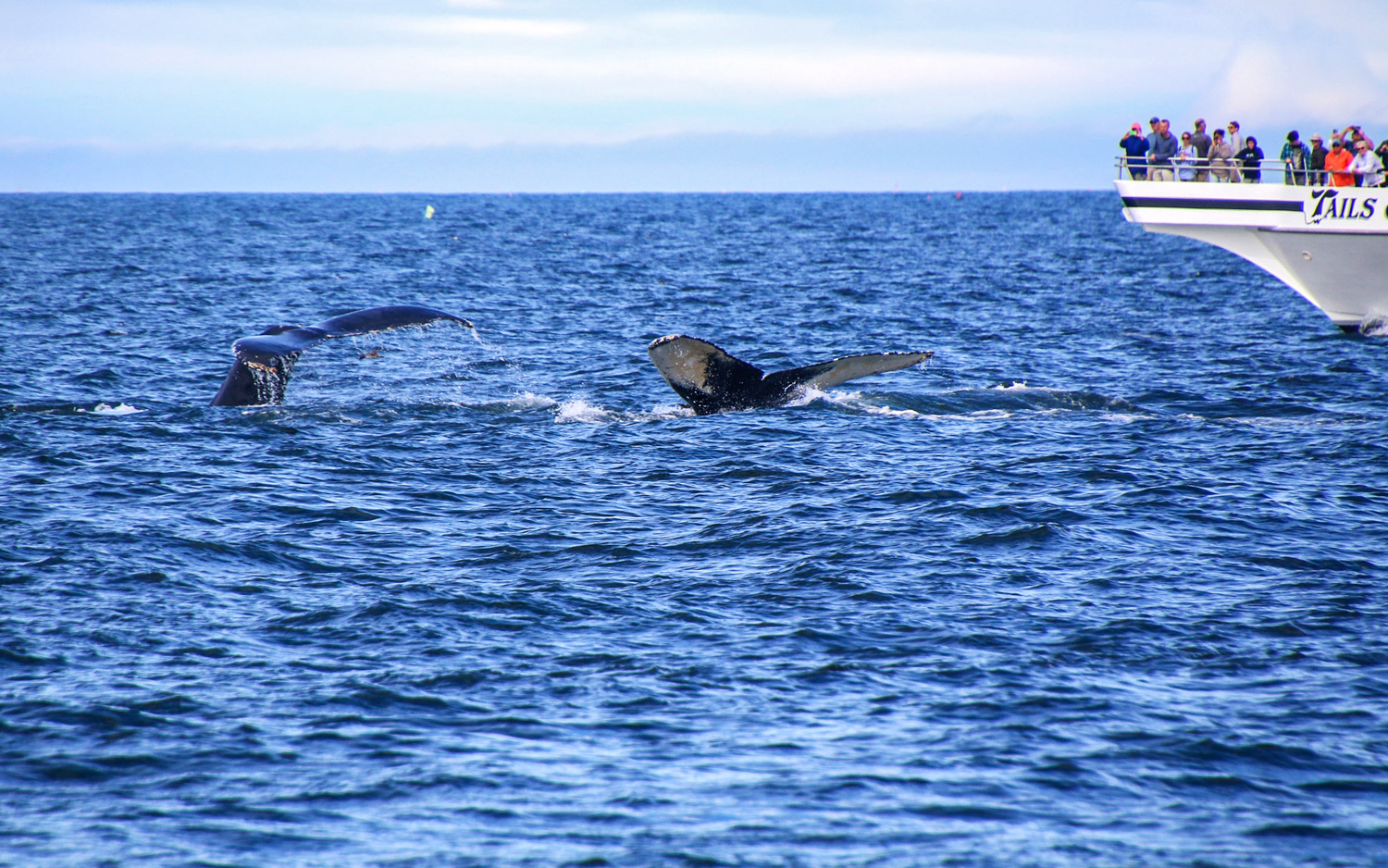 Whale flukes (photo by Kelly Lemons)