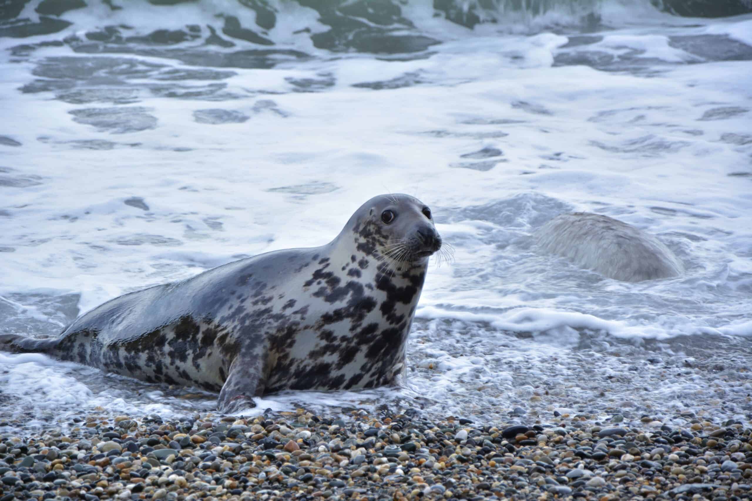 Seal at Howth Peninsula (photo: stock photo license).