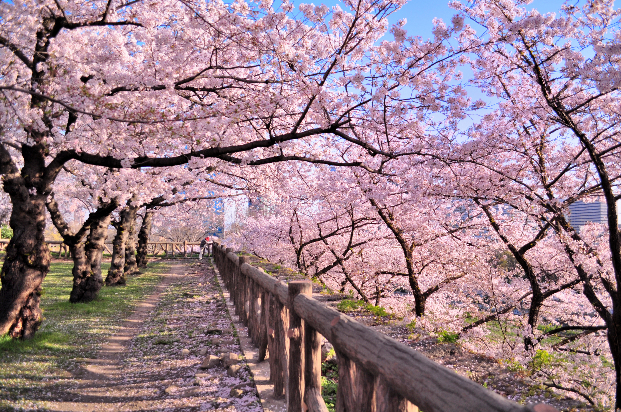 Cherry blossoms at a park in Osaka (photo: onosan, iStock license)