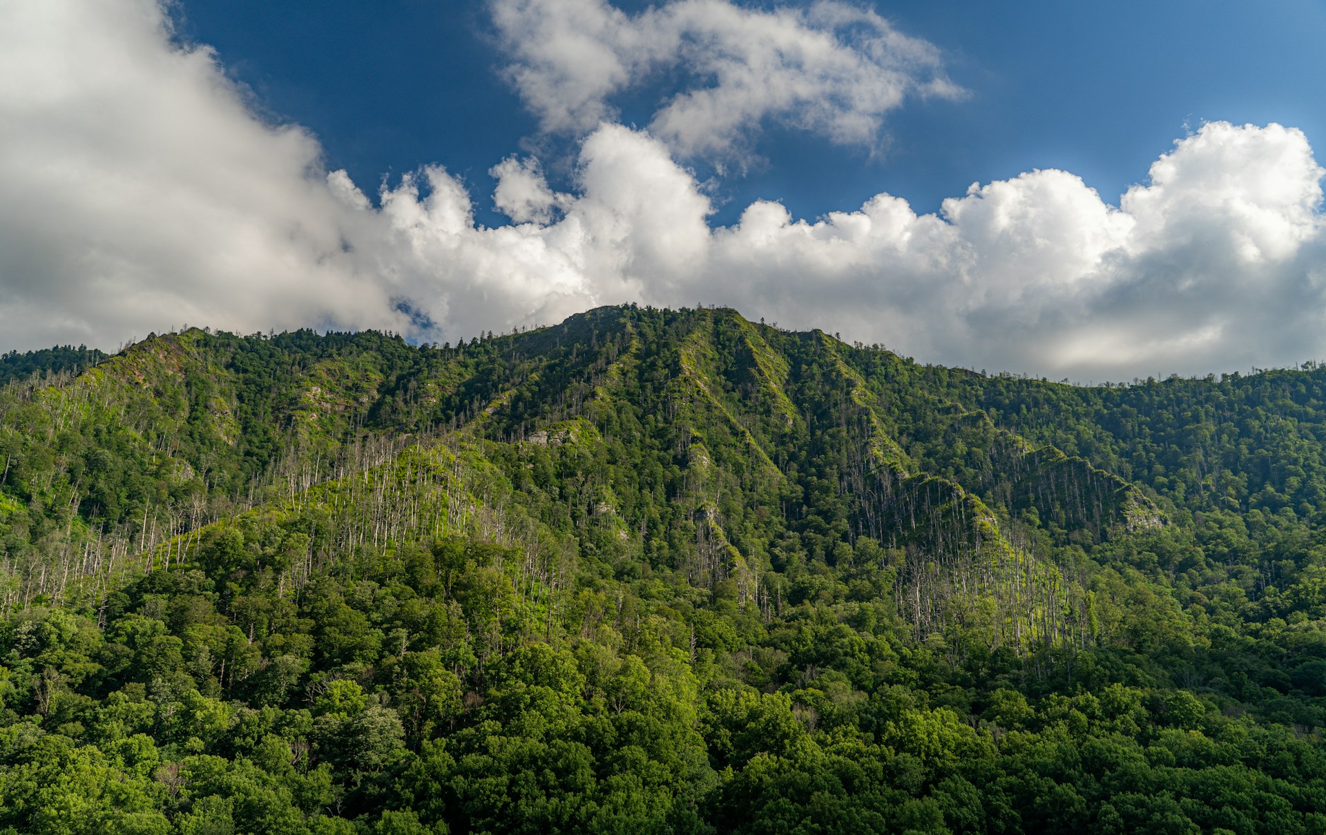 Great Smoky Mountains National Park (photo: Nathan Mullet)