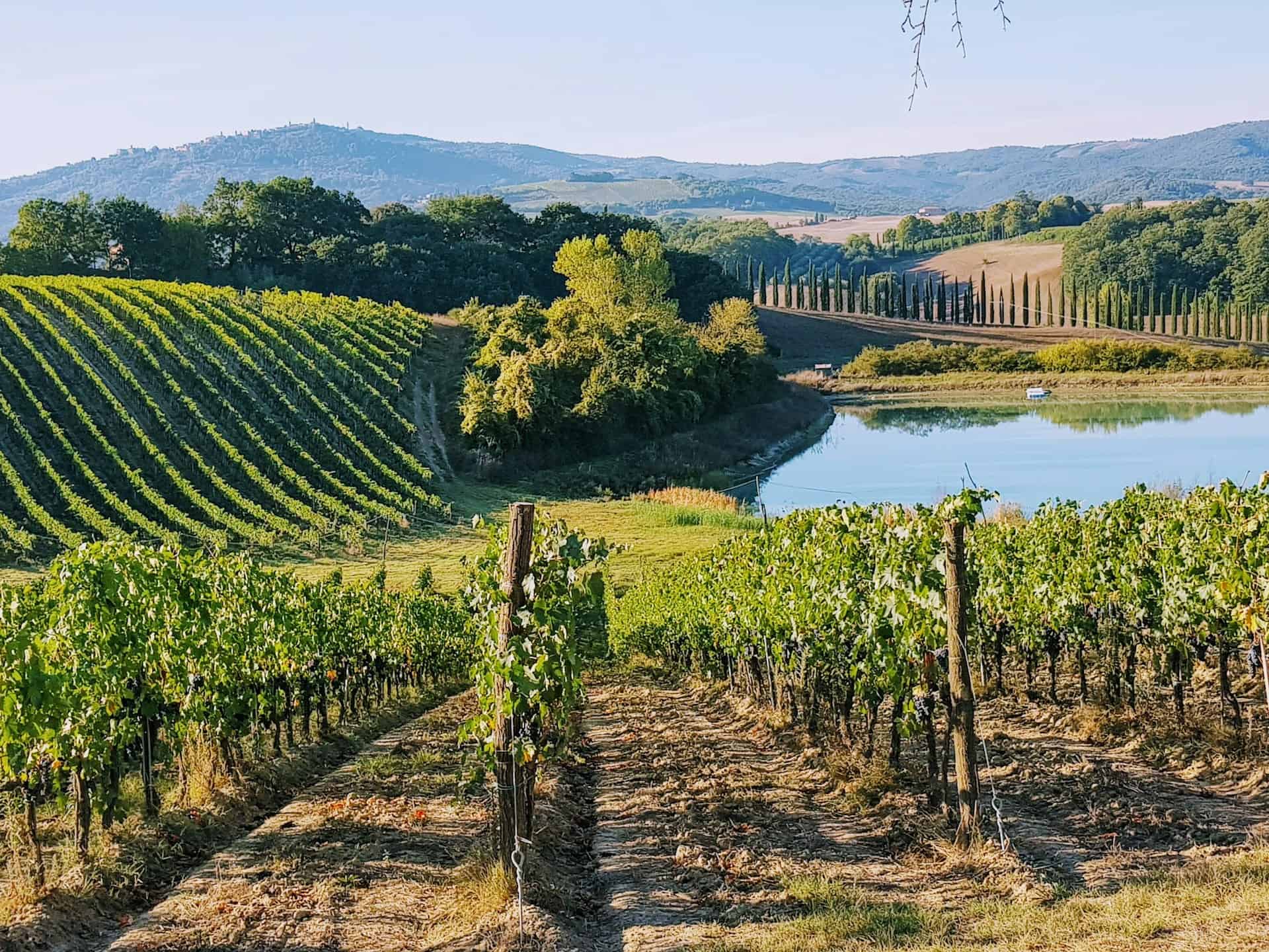 A vineyard in Tuscany (Photo: Amit Janco).