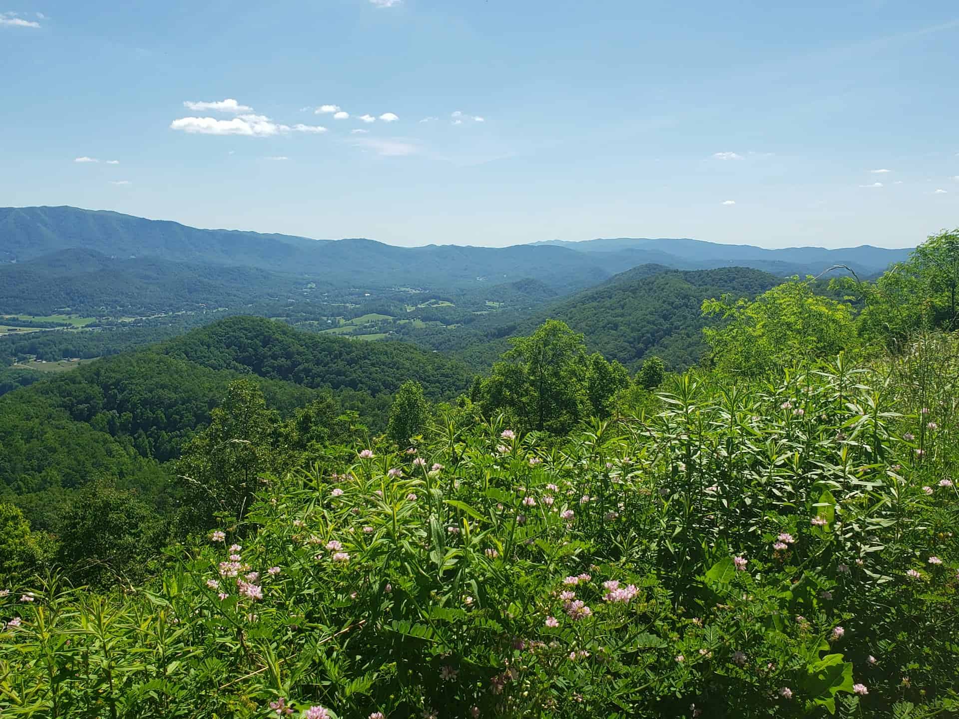 Wildflowers in Sevierville, TN (photo by Angela Loria, Unsplash).