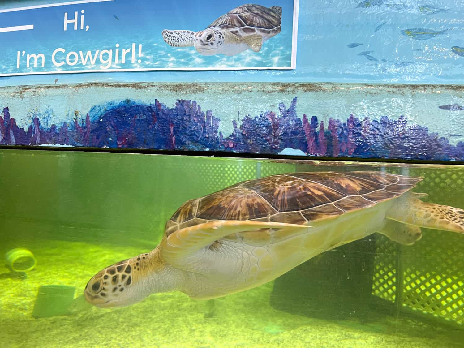 Cowgirl, an Atlantic green sea turtle.