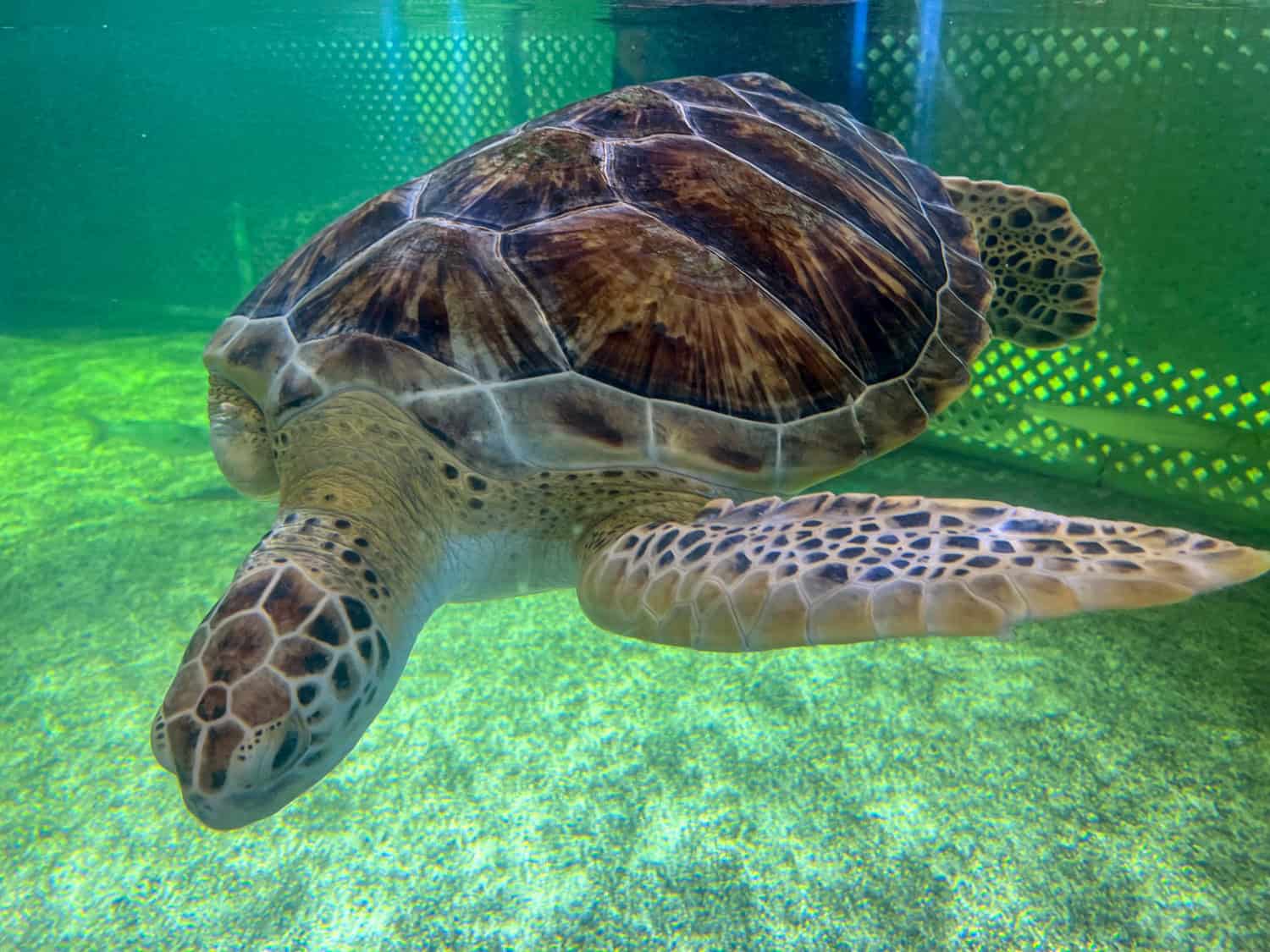 This rescued sea turtle is missing a front flipper.