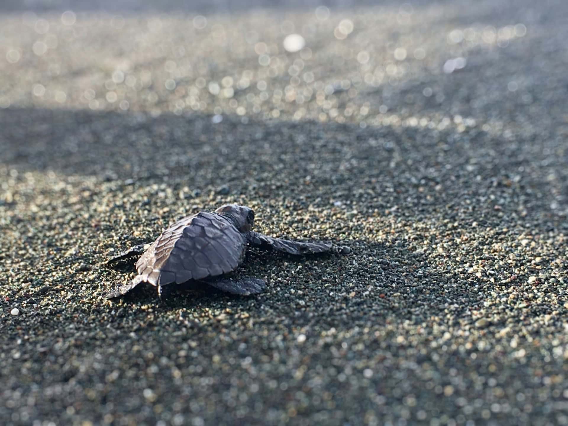 A baby sea turtle on the beach in Costa Rica (photo by Charlotte Rush, Unsplash).