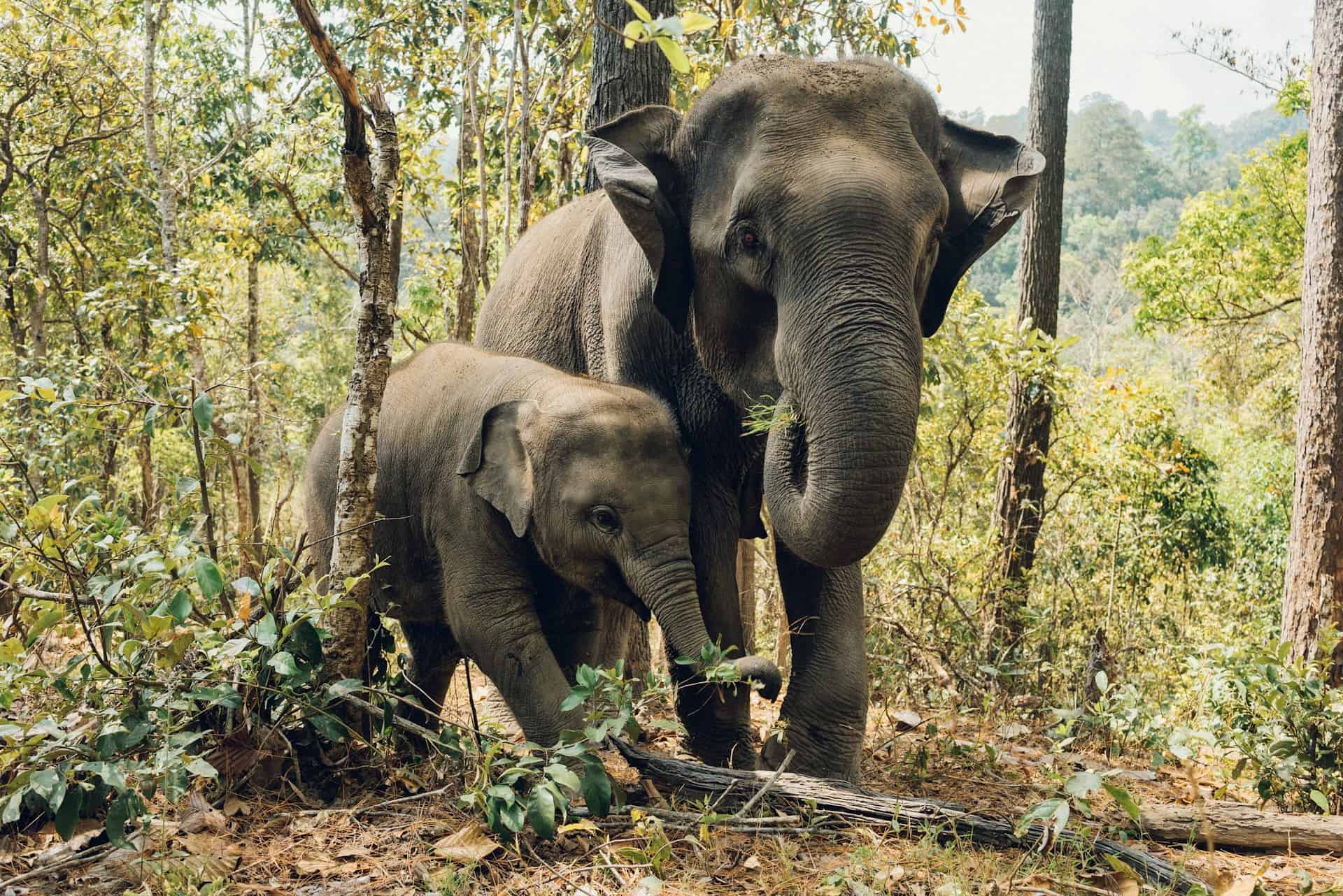 Elephants feeding in Chiang Mai, Thailand, a popular place for volunteer experiences (photo by paweldotio, Unsplash).