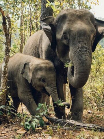 Elephants in Chiang Mai (photo by paweldotio).
