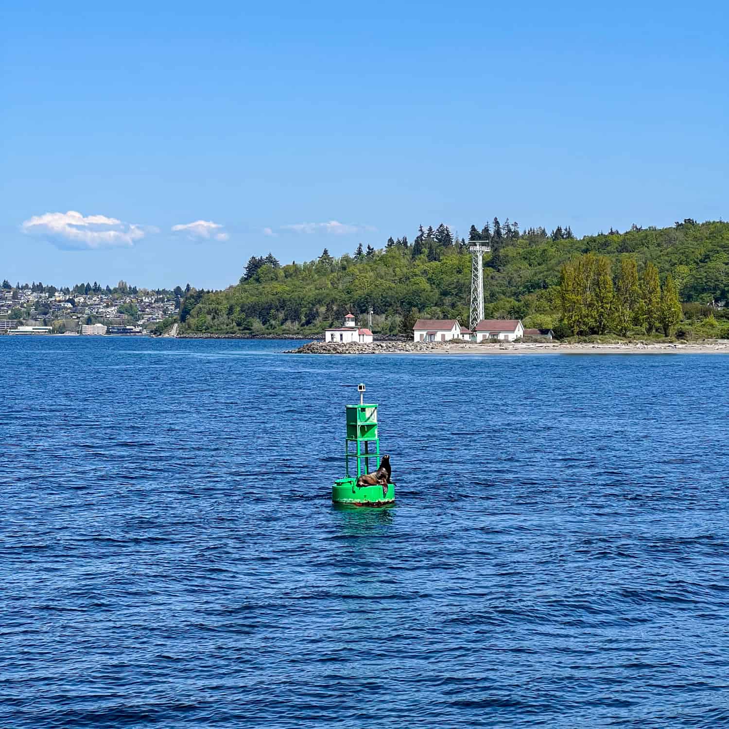 A sea lion chillin' on a buoy in Puget Sound, with West Point Lighthouse in the background.