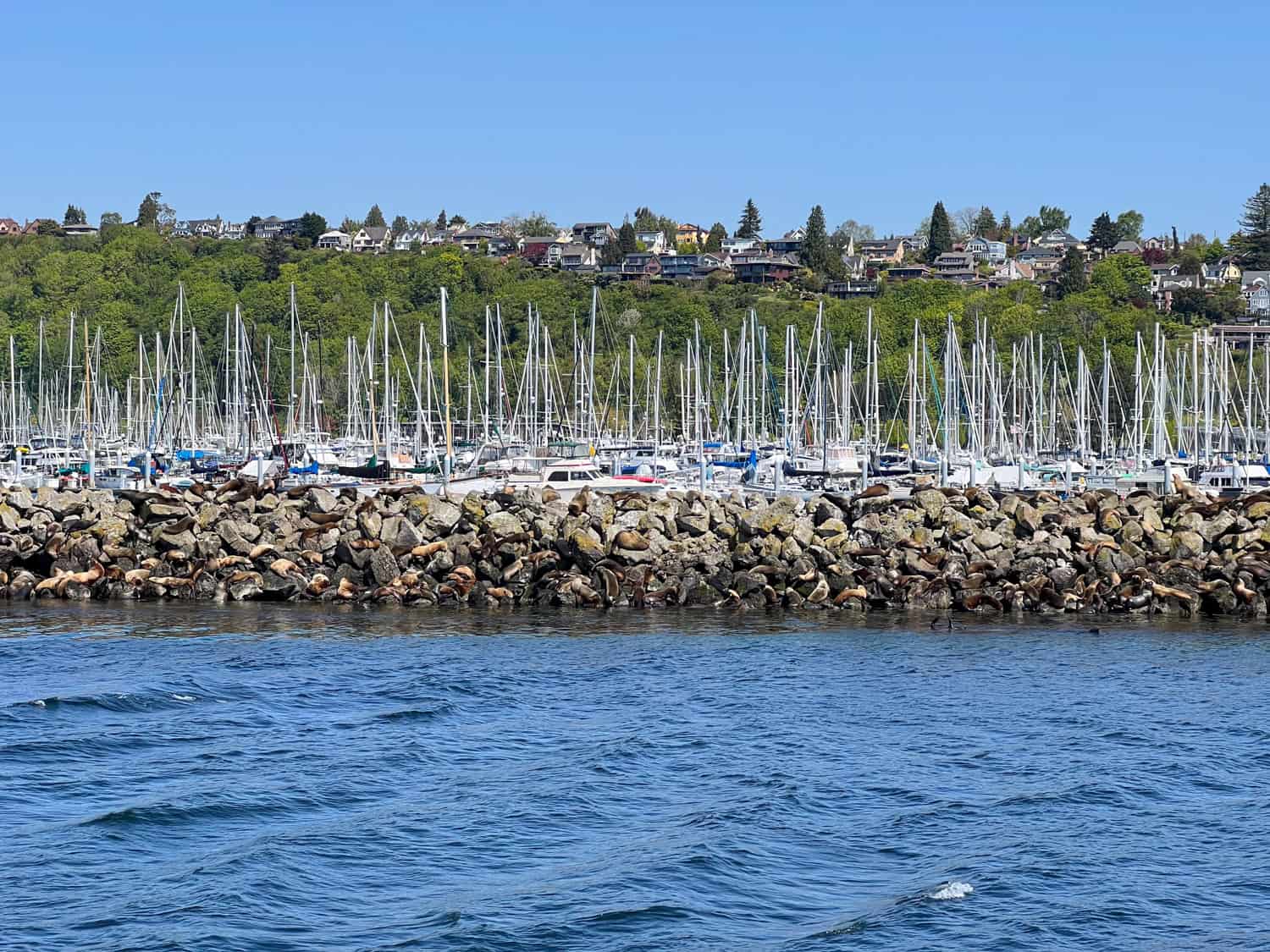 Sea lions on the rocks at a marina.