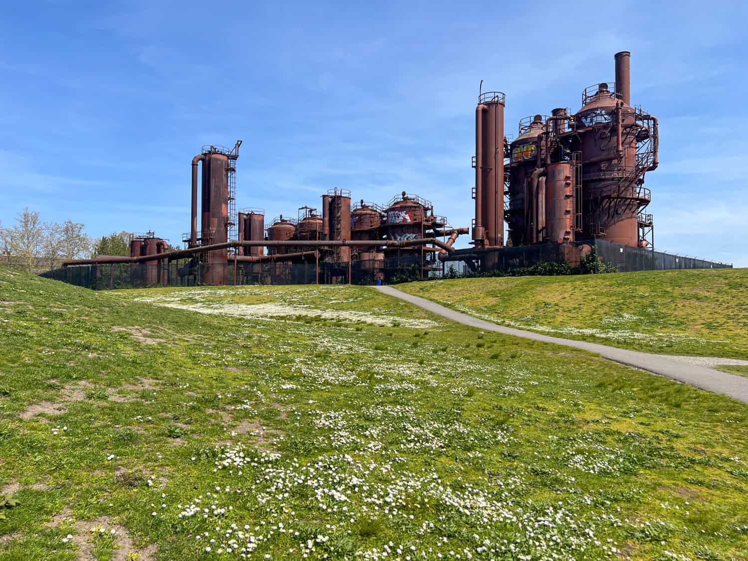Wildflowers bloom at Gas Works Park on Lake Union.