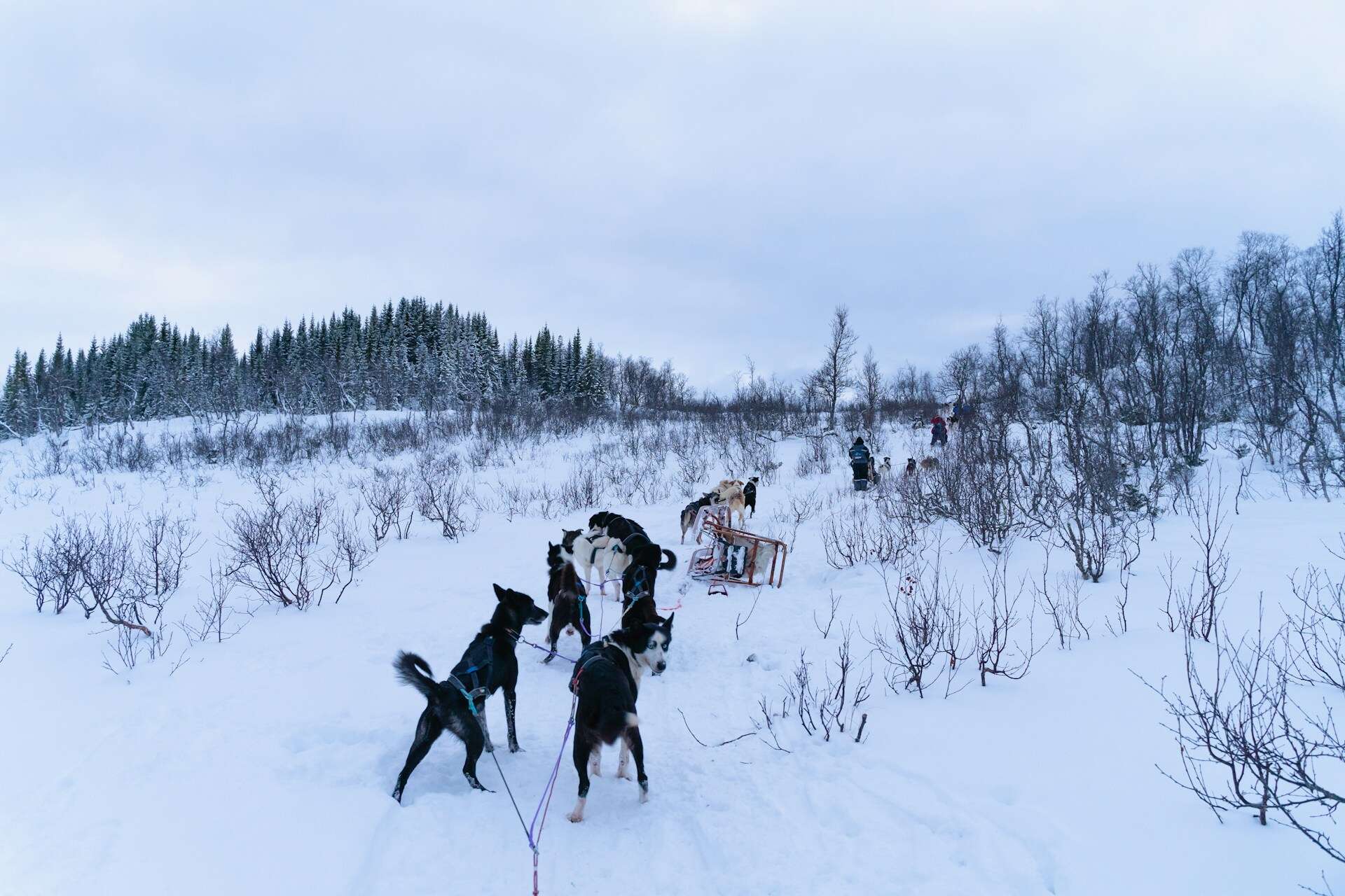 Husky sledding in Tromsø (photo: Xihao Liu).