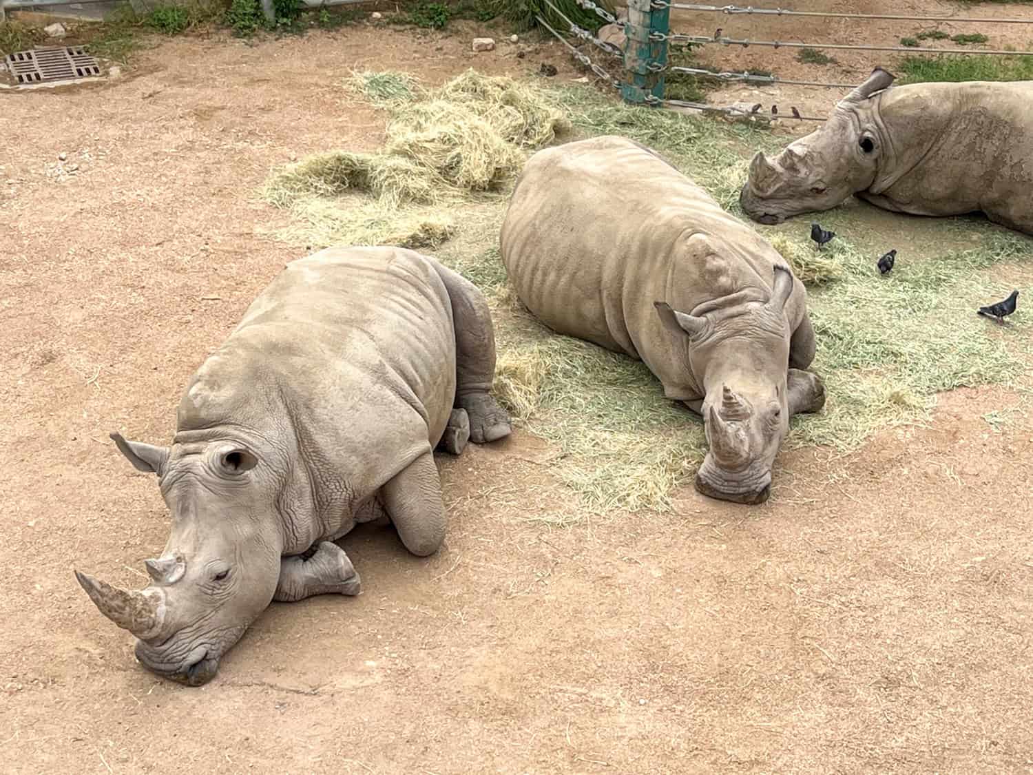 Southern white rhinos at the San Antonio Zoo.