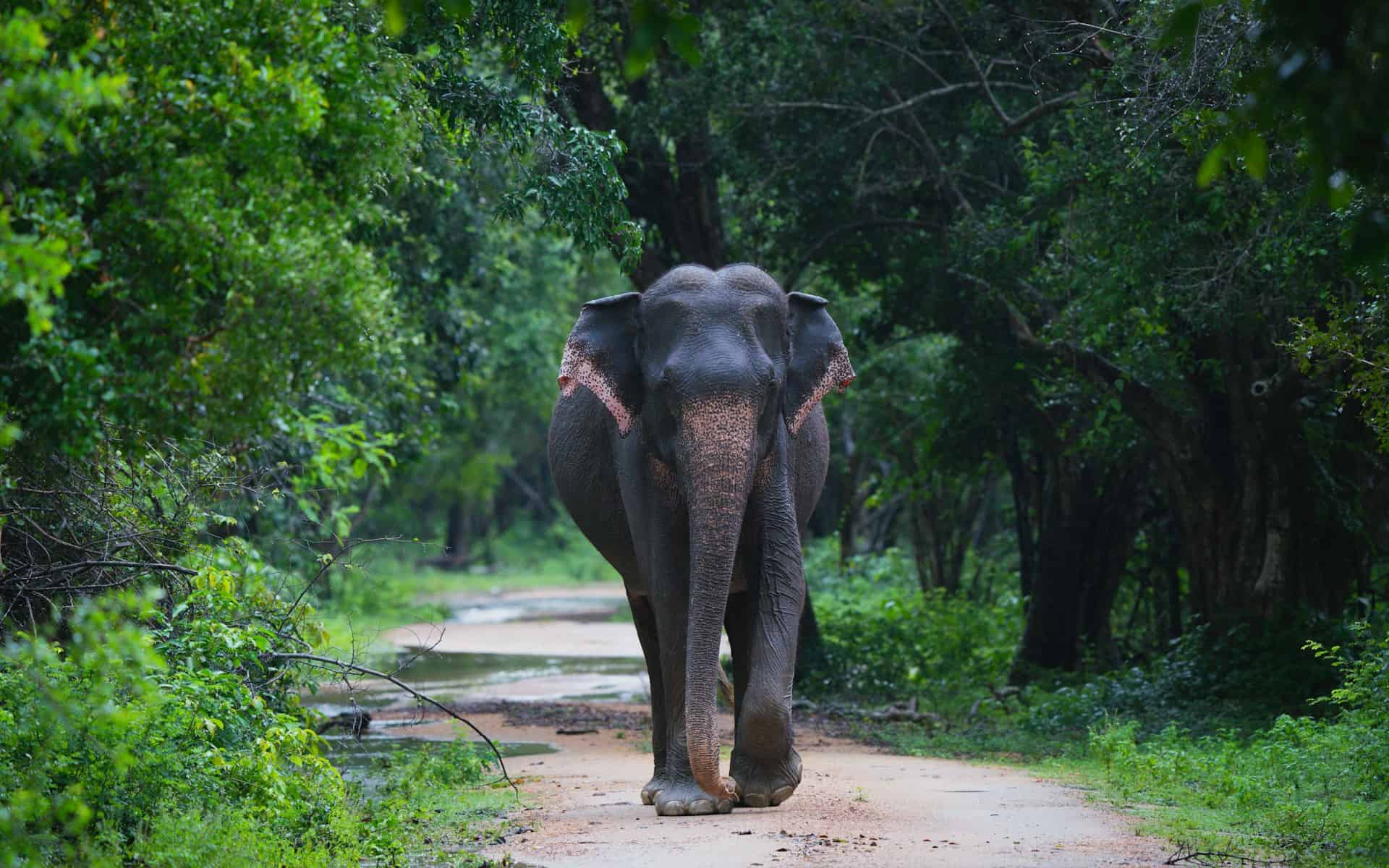 Asian elephant (photo: Udara Karunarathna, Unsplash).
