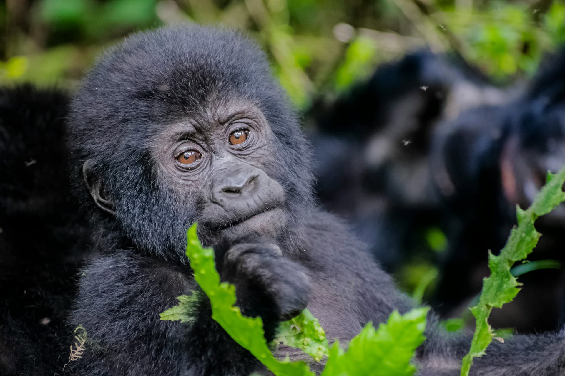 A baby mountain gorilla in Bwindi Impenetrable National Park, a popular safari stop on road trips through Uganda (photo: Dixon Newman). A baby mountain gorilla in Bwindi Impenetrable National Park, a popular safari stop on road trips through Uganda (photo: Dixon Newman).