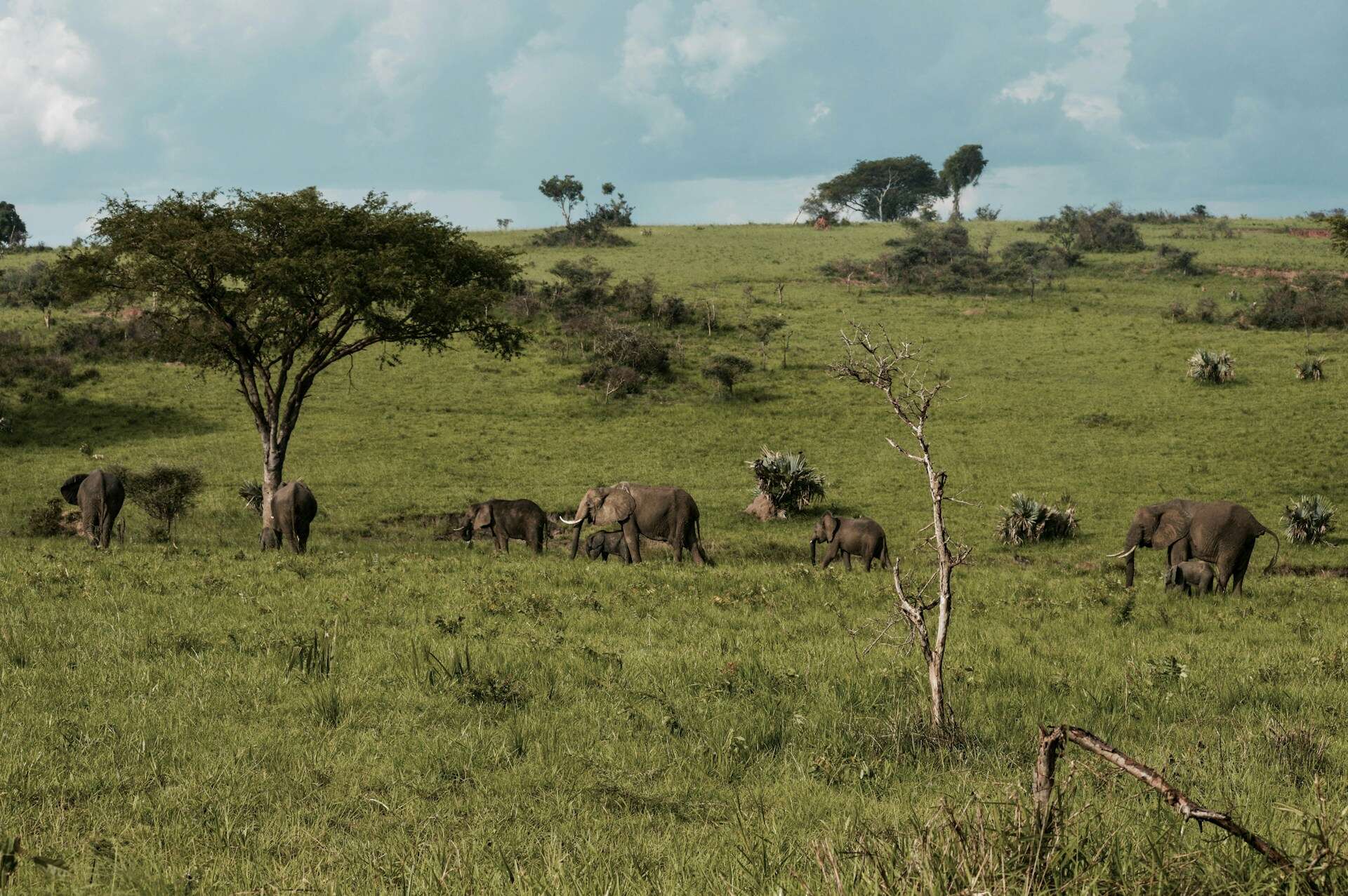 A herd of elephants in Murchison Falls National Park (photo: Matthew Essman). A herd of elephants in Murchison Falls National Park (photo: Matthew Essman).