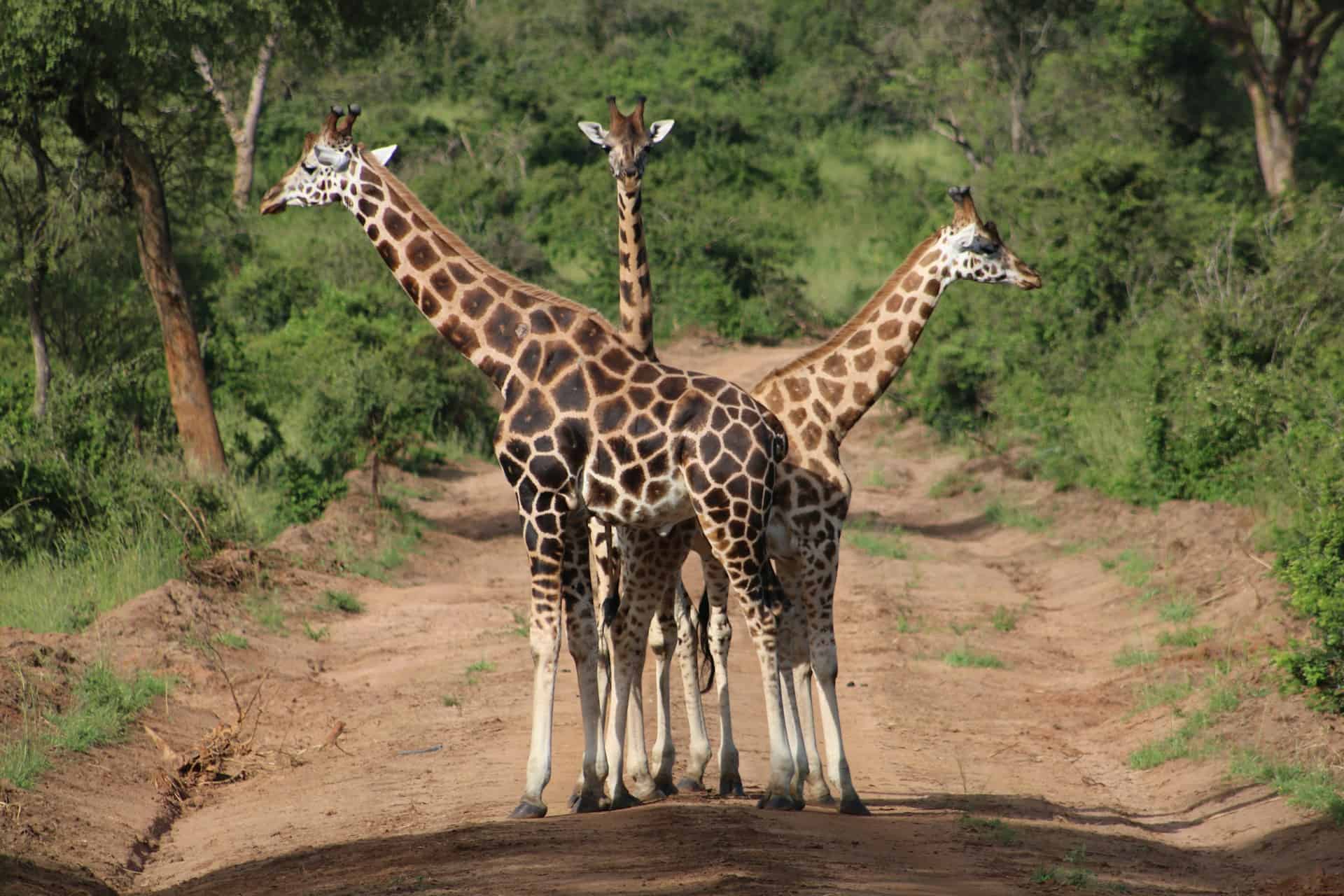 Giraffes as seen on a Uganda road trip (photo: Lisette Verwoerd, Unsplash). Giraffes as seen on a Uganda road trip (photo: Lisette Verwoerd, Unsplash).