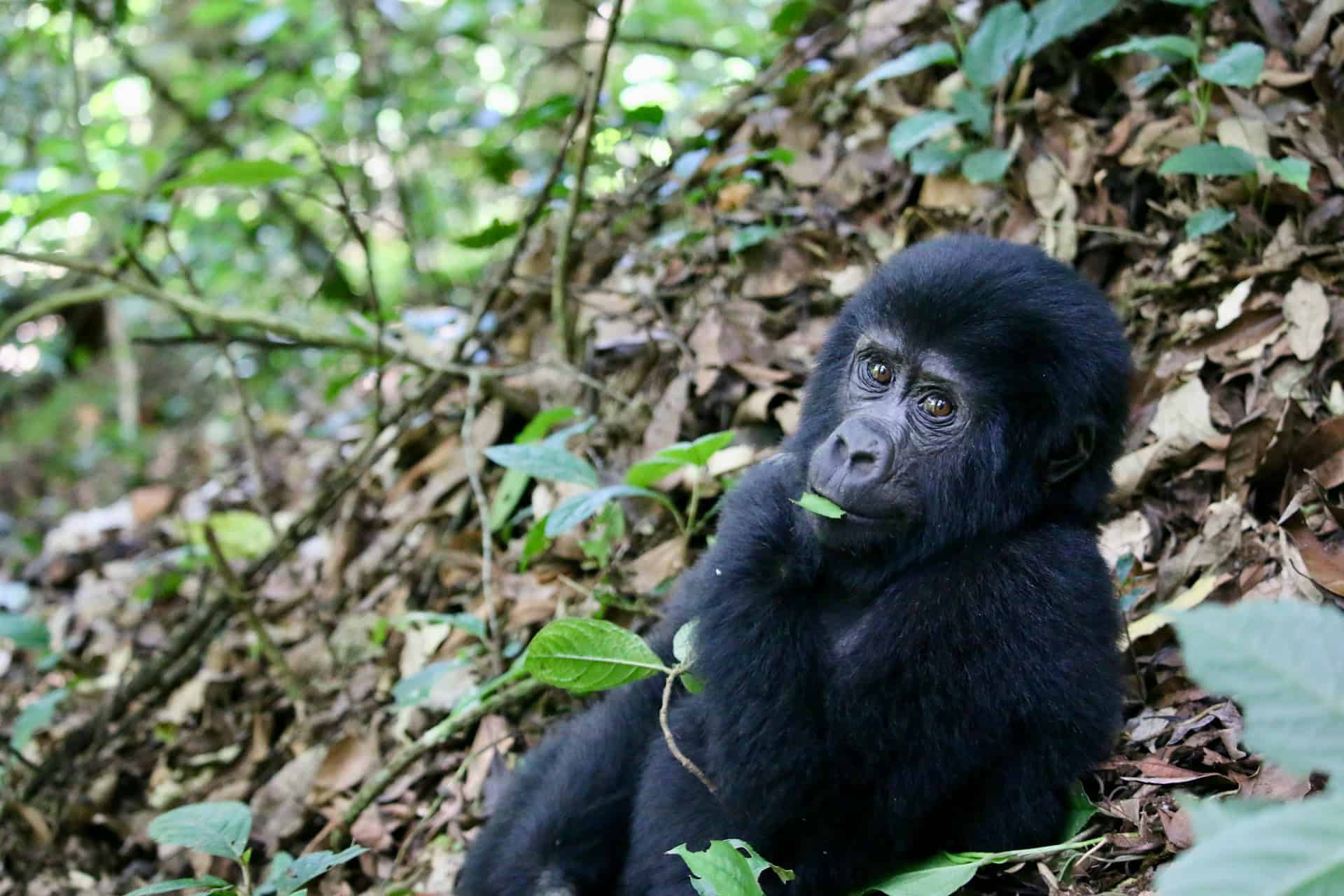 A baby mountain gorilla in Bwindi (photo: Gabriel Schumacher, Unsplash). A baby mountain gorilla in Bwindi (photo: Gabriel Schumacher, Unsplash).