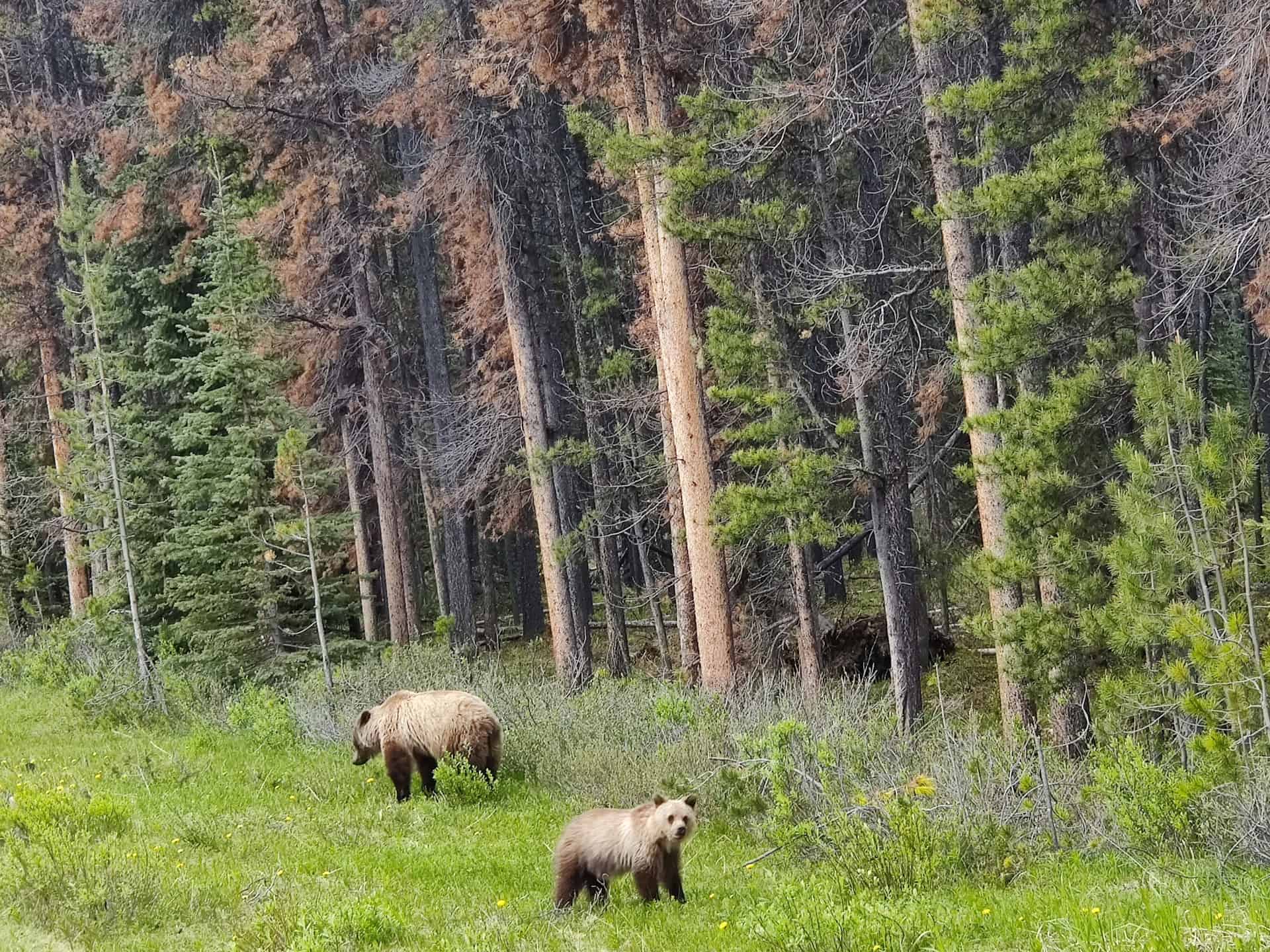 Bears in Jasper National Park (photo: Sneha Chandrashekar). Bears in Jasper National Park (photo: Sneha Chandrashekar).