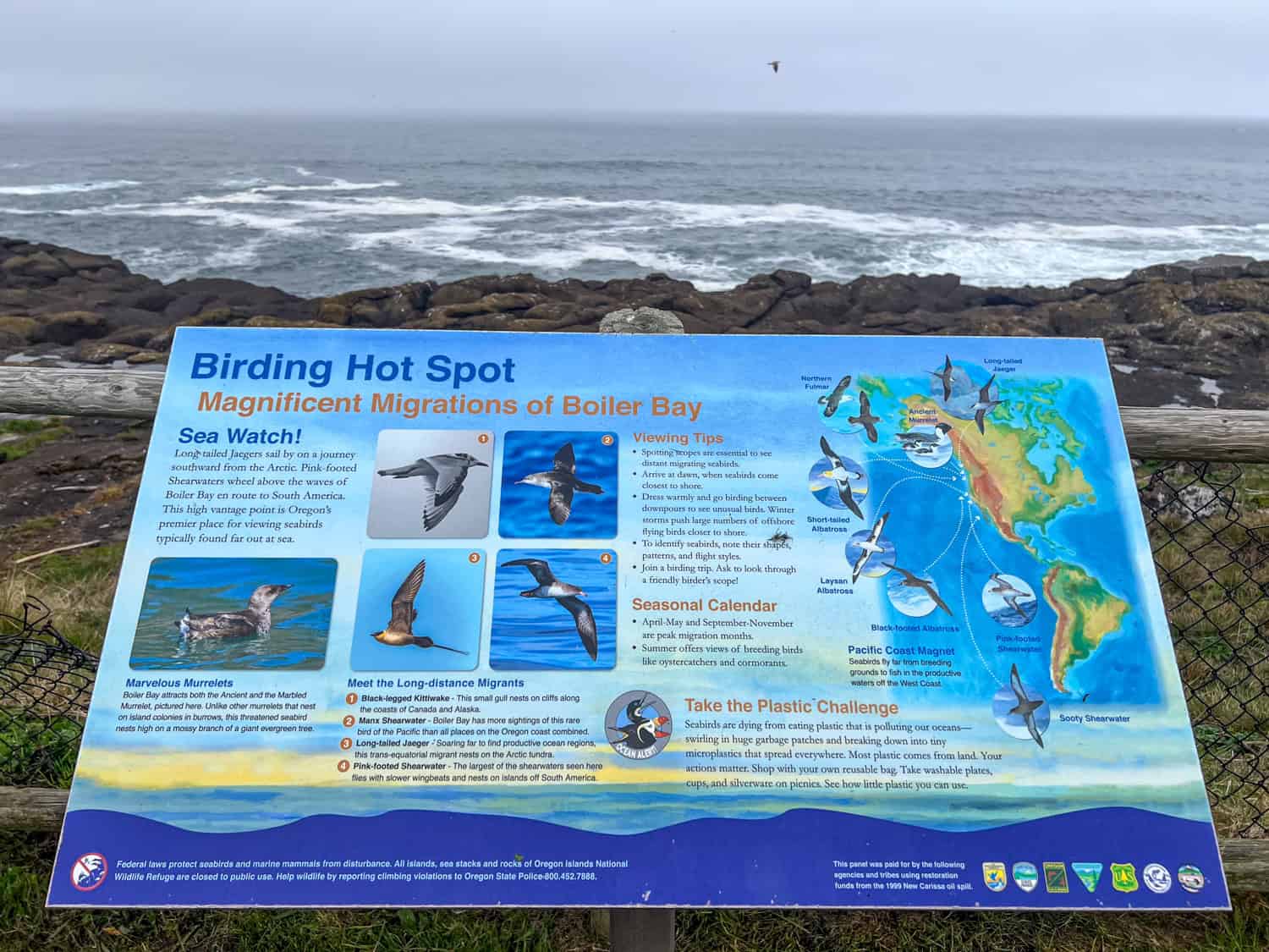 Sea birds seen in Boiler Bay on the Oregon Coast. Sea birds seen in Boiler Bay on the Oregon Coast.