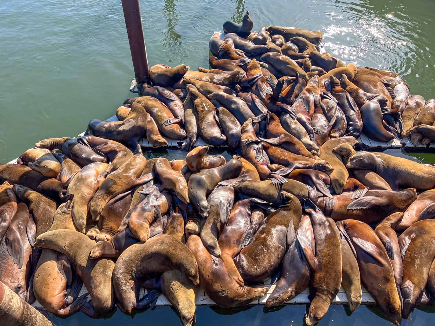 California sea lions sunning themselves on a dock. California sea lions sunning themselves on a dock.