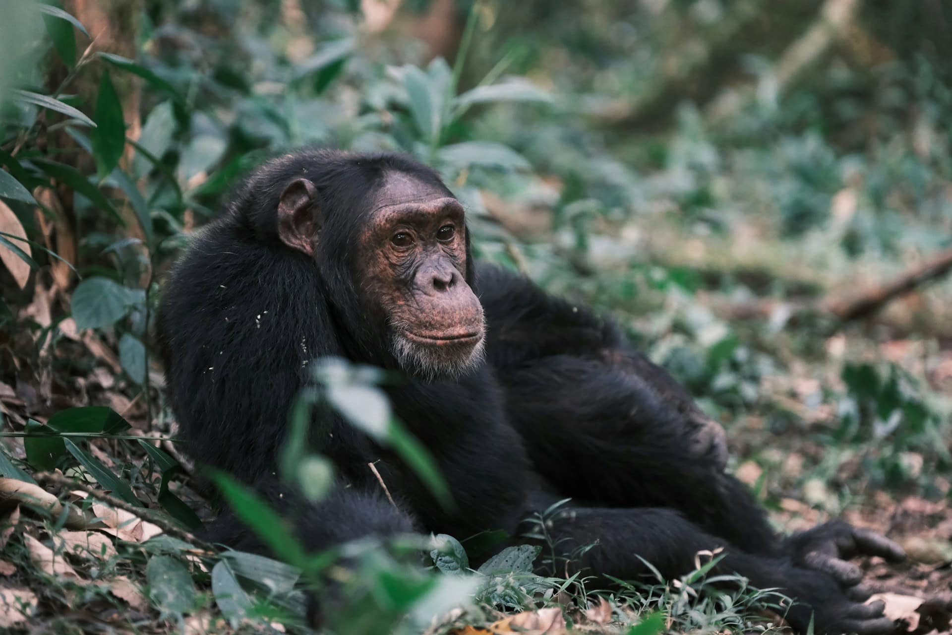 A chimpanzee in Kibale Forest National Park (photo: Simone Dinoia, Unsplash). A chimpanzee in Kibale Forest National Park (photo: Simone Dinoia, Unsplash).