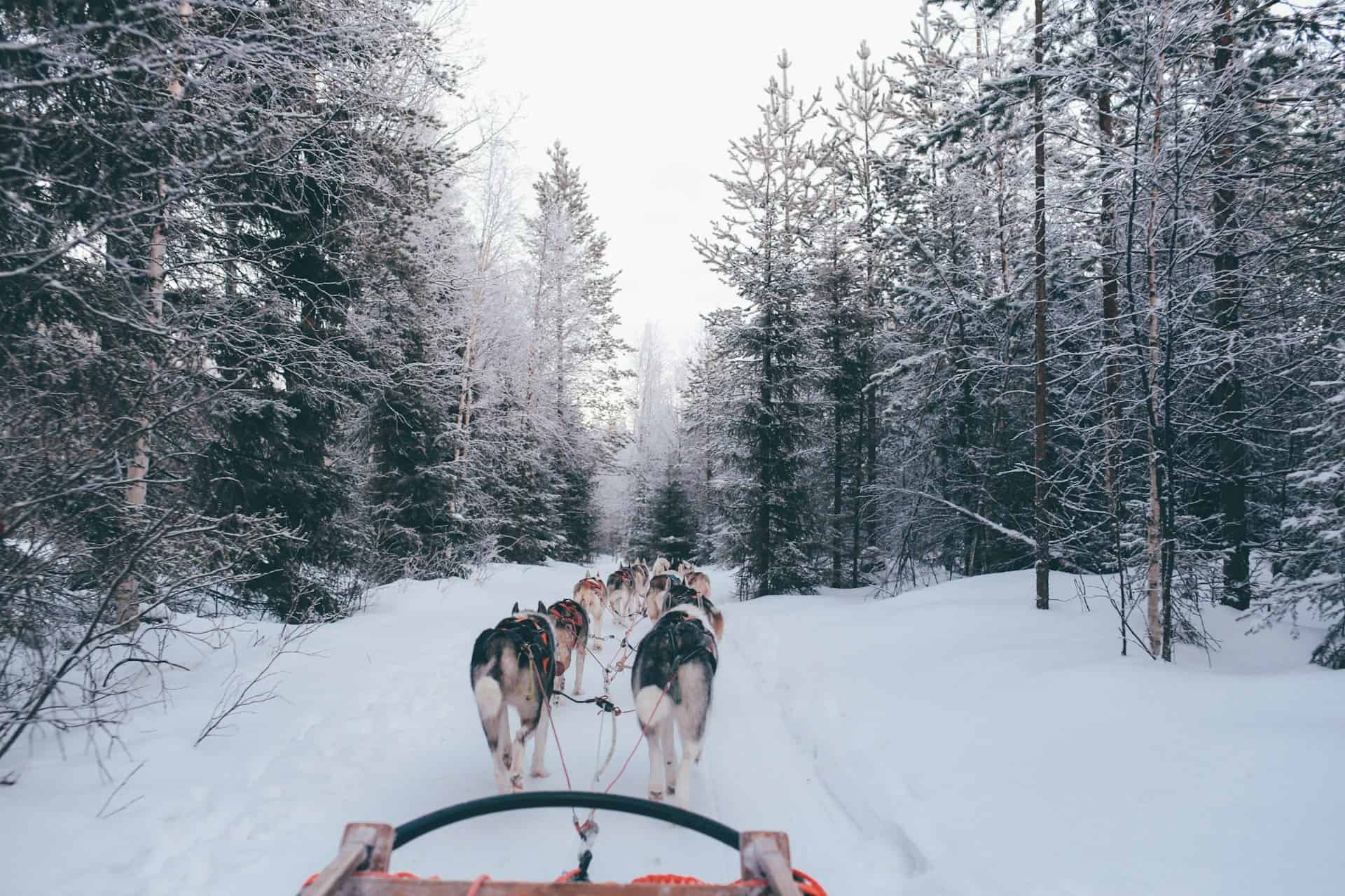Dog sledding in Finland (photo: fox jia, Unsplash).