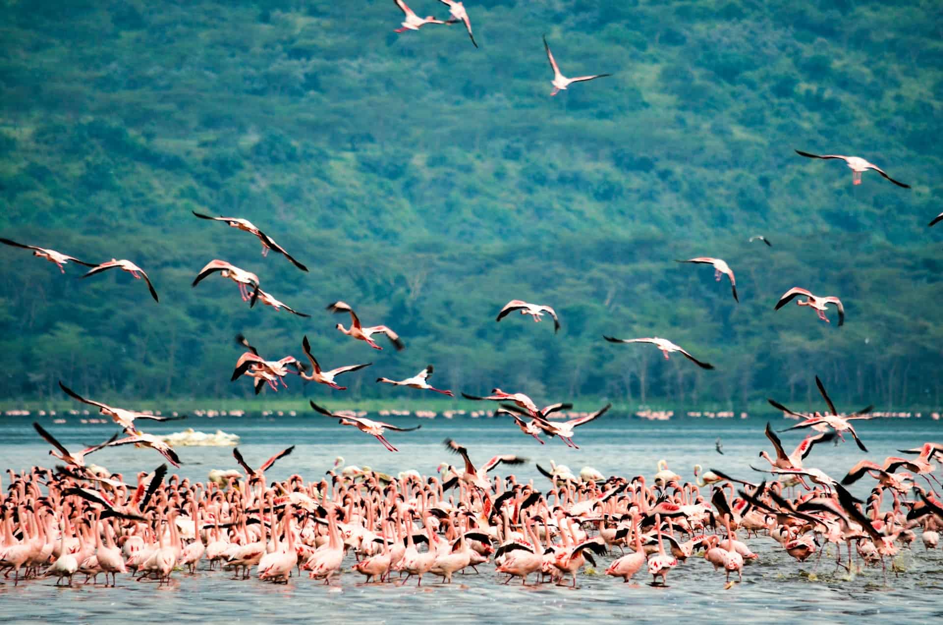 Flamingos in Lake Nakuru. Photo by Bibhash (Polygon.Cafe) Banerjee, Unsplash. Flamingos in Lake Nakuru. Photo by Bibhash (Polygon.Cafe) Banerjee, Unsplash.