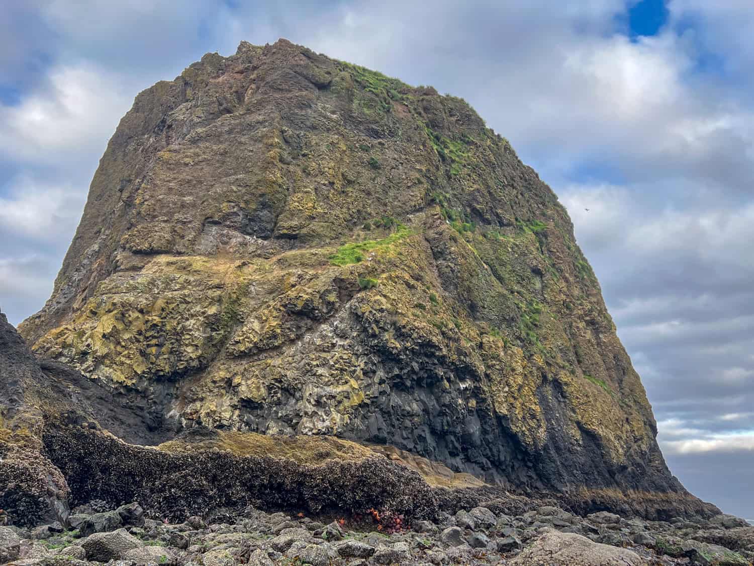 Low tide exposes mollusks and starfish at Haystack Rock. Low tide exposes mollusks and starfish at Haystack Rock.