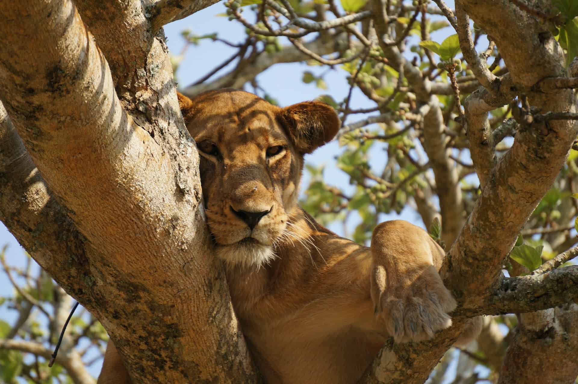 A lion hanging out in a tree in Queen Elizabeth National Park, which can be visited during a self-drive safari of Uganda (photo: Maarten van den Heuvel, Unsplash). A lion hanging out in a tree in Queen Elizabeth National Park, which can be visited during a self-drive safari of Uganda (photo: Maarten van den Heuvel, Unsplash).