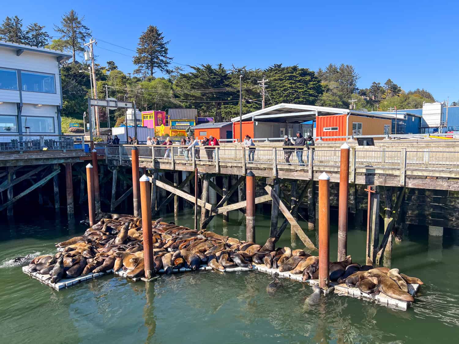 California sea lions at Port Dock One in Newport, Oregon. California sea lions at Port Dock One in Newport, Oregon.