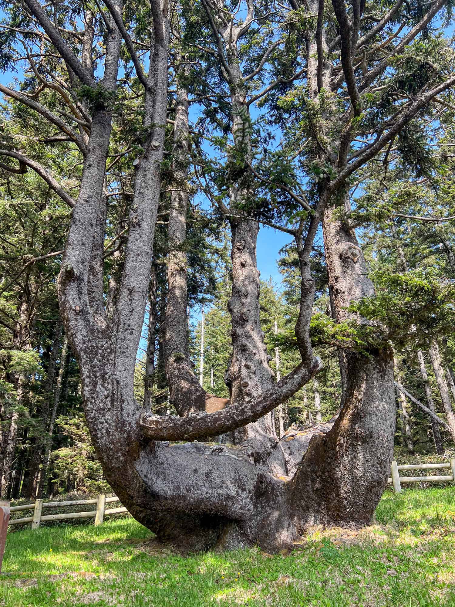 The Octopus Tree is a type of spruce. The Octopus Tree is a type of spruce.