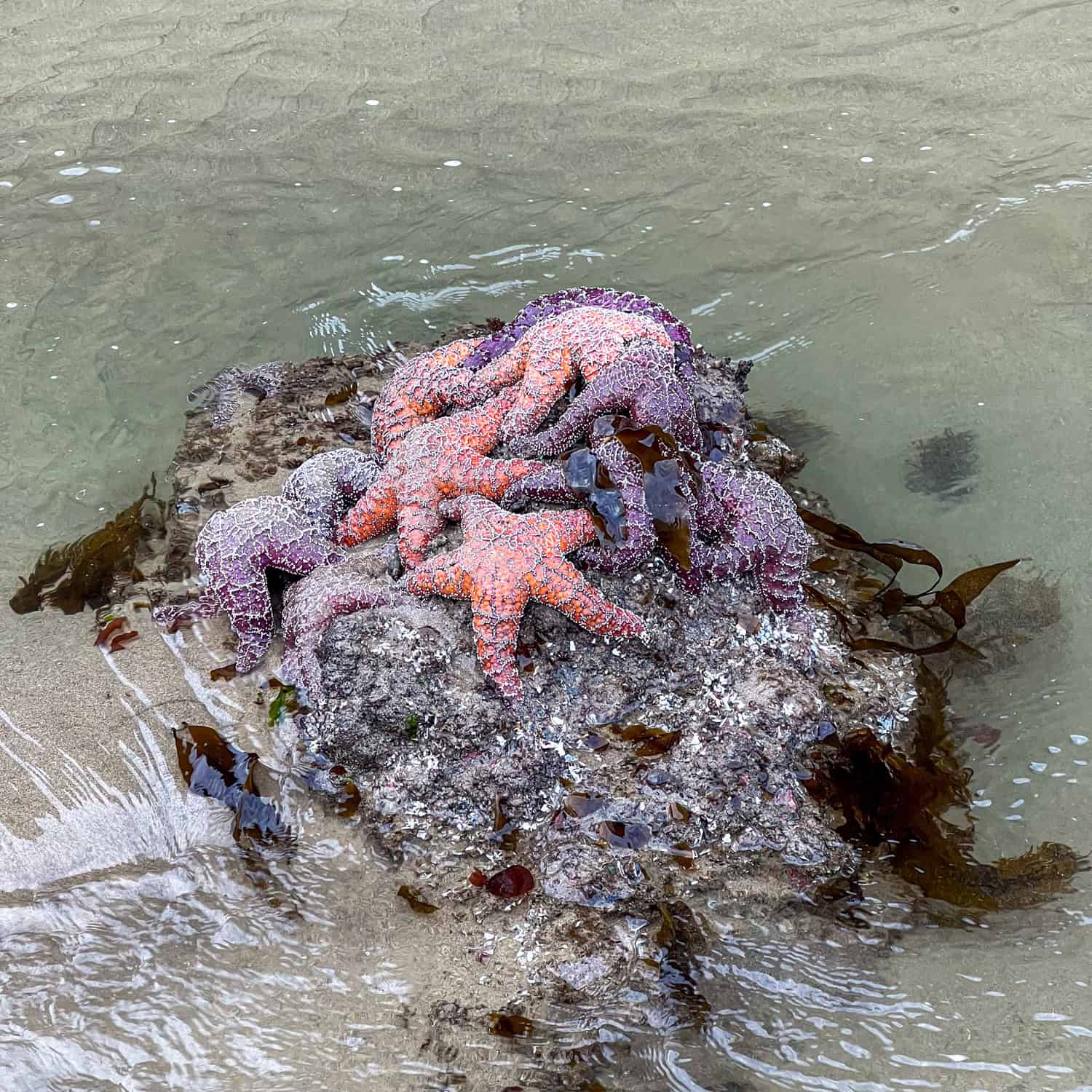 Starfish in a tide pool. Starfish in a tide pool.