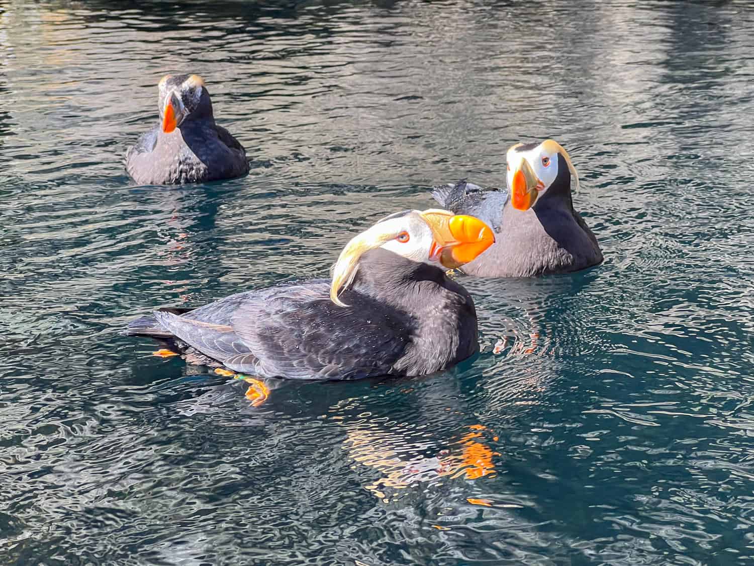 Tufted-puffins.jpg