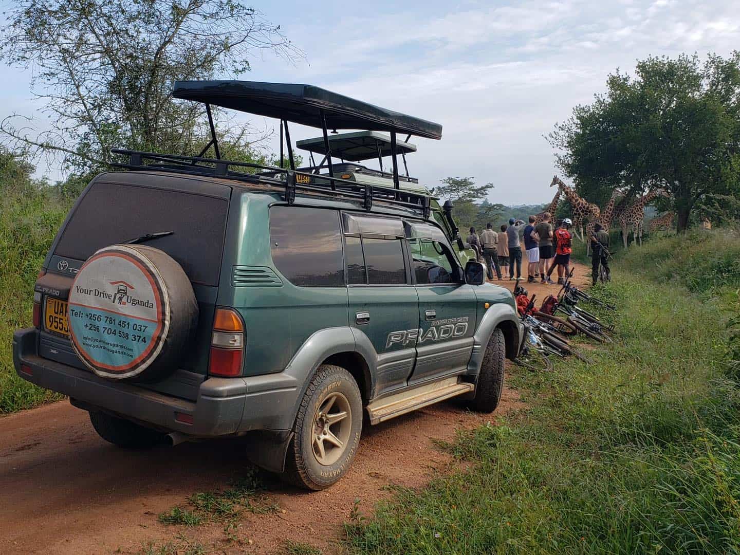 Tourists look at giraffes during a self-drive safari in Uganda. Tourists look at giraffes during a self-drive safari in Uganda.