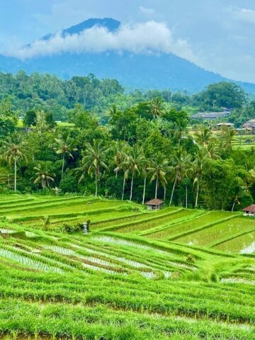 Rice terraces in Bali (photo: Dmytro Vynohradov, Unsplash).
