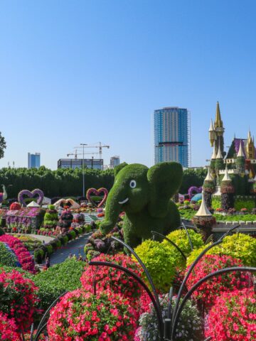 Dubai Miracle Garden (photo: Yasara Hansani, Unsplash).