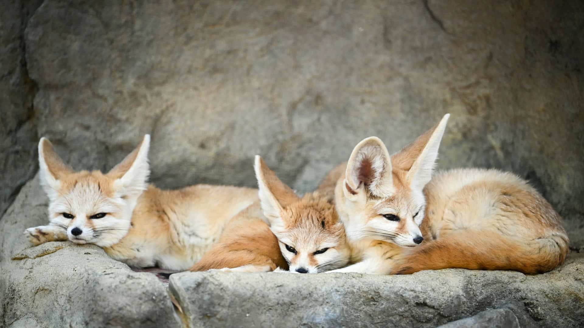 Fennec foxes are a common sight on wildlife photography tours in Morocco (photo: Zetong Li, Unsplash).
