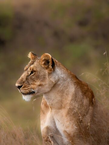 A lion is among the common wildlife seen in the Serengeti of Tanzania (photo: Jeremy Stewardson, Unsplash).